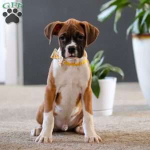 Frank, Boxer Puppy